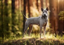 Lais Puzzle - Thai Ridgeback - 100, 200, 500 & 1.000 Teile