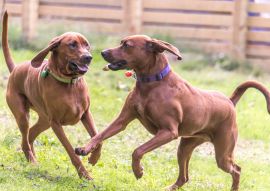 Lais Puzzle - Redbone Coonhound - 100, 200, 500 & 1.000 Teile