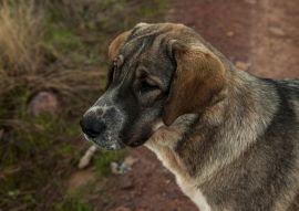 Lais Puzzle - Mastin Espanol - 100, 200, 500 & 1.000 Teile