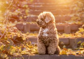 Lais Puzzle - Toy Pudel - 100, 200, 500 & 1.000 Teile