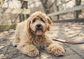 Lais Puzzle - Labradoodle - 100, 200, 500 & 1.000 Teile
