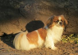 Lais Puzzle - Tibet Spaniel - 100, 200, 500 & 1.000 Teile