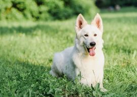 Lais Puzzle - Weißer Schweizer Schäferhund - 100, 200, 500 & 1.000 Teile