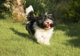 Lais Puzzle - Schapendoes - 100, 200, 500 & 1.000 Teile