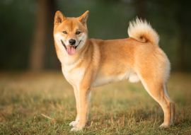 Lais Puzzle - Shiba Inu - 100, 200, 500 & 1.000 Teile