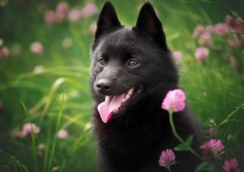 Lais Puzzle - Schipperke - 100, 200, 500 & 1.000 Teile