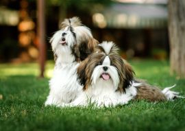 Lais Puzzle - Shih Tzu - 100, 200, 500 & 1.000 Teile