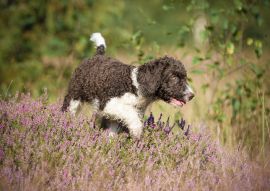 Lais Puzzle - Spanischer Wasserhund - 100, 200, 500 & 1.000 Teile