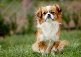 Lais Puzzle - Pekingese - 100, 200, 500 & 1.000 Teile