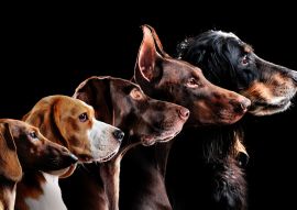 Lais Puzzle - Hunde - 100, 200, 500 & 1.000 Teile