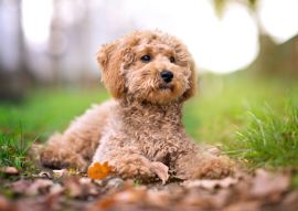 Lais Puzzle - Zwergpudel - 100, 200, 500 & 1.000 Teile