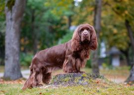 Lais Puzzle - Sussex Spaniel - 100, 200, 500 & 1.000 Teile