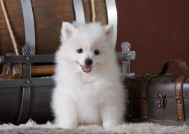 Lais Puzzle - Volpino Italiano - 100, 200, 500 & 1.000 Teile