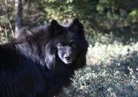 Lais Puzzle - Schwedischer Lapphund - 100, 200, 500 & 1.000 Teile