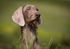 Lais Puzzle - Slowakischer Rauhbart - 100, 200, 500 & 1.000 Teile