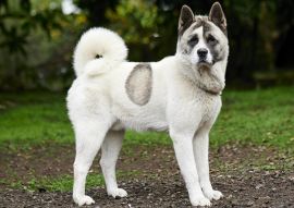 Lais Puzzle - Norwegischer Buhund - 100, 200, 500 & 1.000 Teile