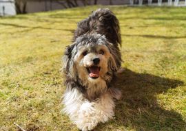 Lais Puzzle - Löwchen - 100, 200, 500 & 1.000 Teile