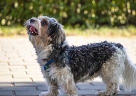 Lais Puzzle - Lucas Terrier - 100, 200, 500 & 1.000 Teile