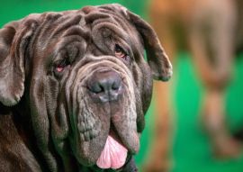 Lais Puzzle - Mastino Napoletano - 100, 200, 500 & 1.000 Teile