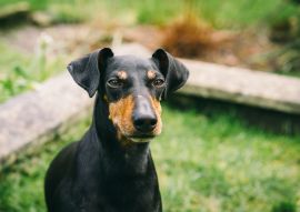 Lais Puzzle - Manchester Terrier - 100, 200, 500 & 1.000 Teile