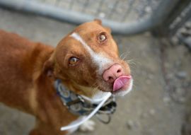 Lais Puzzle - Österreichischer Pinscher - 100, 200, 500 & 1.000 Teile