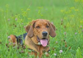 Lais Puzzle - Polnische Bracke - 100, 200, 500 & 1.000 Teile