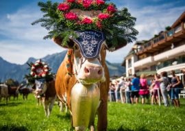 Lais Puzzle - Almabtrieb in Pertisau am Achensee, Tirol / Österreich - 100, 200, 500 & 1.000 Teile