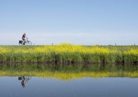 Lais Puzzle - Mann fährt Fahrrad entlang Wasser von Valleikanaal in der Nähe von Leusden in den Niederlanden und passiert gelb blühende Blumen von Raps - 100, 200, 500 & 1.000 Teile
