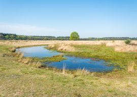 Lais Puzzle - Heide des Molenveld in Exloo, einem kleinen Naturschutzgebiet in Drenthe (Niederlande) - 100, 200, 500 & 1.000 Teile