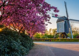 Lais Puzzle - Windmühle aus dem 17. Jahrhundert, genannt 'De Akkermolen' im holländischen Dorf Zundert, mit einem schönen blühenden Baum im Frühling - 100, 200, 500 & 1.000 Teile