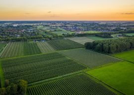 Lais Puzzle - Luftaufnahme bei Sonnenuntergang über Reihen mit alten Pflaumen- oder Birnenobstbäumen von landwirtschaftlichen Obstgärten am Abend in Beuningen, Gelderland, Niederlande. - 100, 200, 500 & 1.000 Teile