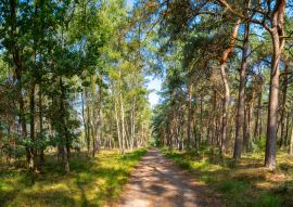 Lais Puzzle - Grüne Lunge von Nordbrabant, der Kempener Wald im September, die Niederlande - 100, 200, 500 & 1.000 Teile