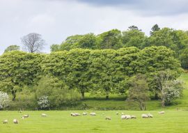 Lais Puzzle - Landschaft mit Schafen in der Nähe von Laigh Milton, East Ayrshire, Schottland - 100, 200, 500 & 1.000 Teile