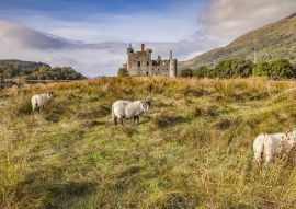 Lais Puzzle - Schottische Blackface-Rammen auf Kilchurn Castle, Argyll und Bute, Schottland - 100, 200, 500 & 1.000 Teile