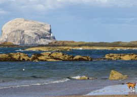 Lais Puzzle - Hund spielen mit Ball auf Meer Strand. Bass Rock mit Kolonie von Basstölpeln hinter dem Hund. North Berwick, East Lothian, Schottland - 100, 200, 500 & 1.000 Teile