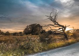 Lais Puzzle - Sommerabend in der Nähe von Kilsyth, North Lanarkshire - 100, 200, 500 & 1.000 Teile