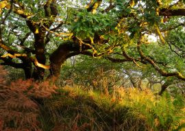 Lais Puzzle - Atemberaubende Ansicht des schottischen Regenwaldes. Mächtige Bäume, Moos, Pflanzen, Farn Nahaufnahme. Crinan Canal, Argyll und Bute, Schottland, Großbritannien. Dunkle stimmungsvolle Landschaft. Reiseziele, Tourismus, Natur - 100, 200...