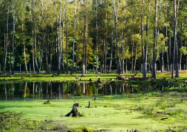Lais Puzzle - Die Hirsche im geschützten Waldreservat Belovezhskaya Pushcha, dem UNESCO-Erbe - 100, 200, 500 & 1.000 Teile