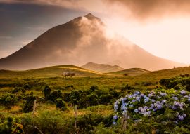 Lais Puzzle - Riesiger Stier vor dem Vulkan Pico-Azoren, Portugal - 100, 200, 500 & 1.000 Teile