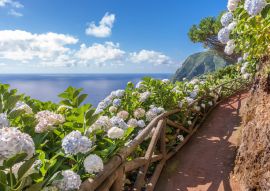 Lais Puzzle - Küstenweg mit Hortensien in Sao Miguel, Azoren Inseln - 100, 200, 500 & 1.000 Teile