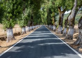 Lais Puzzle - Baumtunnel auf der Straße, Marvao, Alentejo, Portugal - 100, 200, 500 & 1.000 Teile