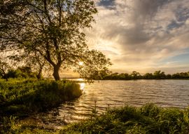 Lais Puzzle - Baum am Ufer des Tejo (Tagus) in Cartaxo, Santarem, Portugal - 100, 200, 500 & 1.000 Teile