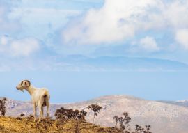 Lais Puzzle - Freistehende Ziege im Bergland der griechischen Kykladeninsel Andros mit der Insel Euböa im Hintergrund - 100, 200, 500 & 1.000 Teile