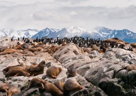 Lais Puzzle - Blick auf Seelöwen, die sich auf einem Felsen ausruhen, vor den Bergen in der Nähe des Beagle-Kanals, Ushuaia, Argentinien - 100, 200, 500, 1.000 & 2.000 Teile