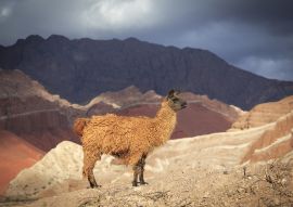 Lais Puzzle - Blick auf ein Lama in der Quebrada de Cafayate, Salta, Argentinien. - 100, 200, 500, 1.000 & 2.000 Teile