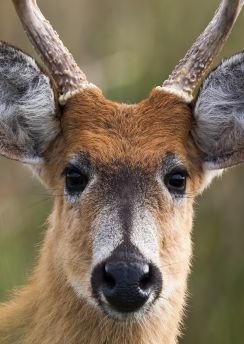 Lais Puzzle - Sumpfhirsch (Blastocerus dichotomus) - 100, 200, 500, 1.000 & 2.000 Teile