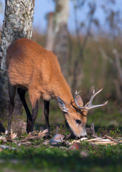 Lais Puzzle - Sumpfhirsch (Blastocerus dichotomus) - 100, 200, 500, 1.000 & 2.000 Teile