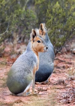 Lais Puzzle - Die Mara ist eine Nagetierart aus der Familie der Caviidae, die auch als patagonische Mara, patagonischer Hase und Hase bekannt ist, obwohl sie nicht zur Ordnung der echten Hasen gehört. - 100, 200, 500, 1.000 & 2.000 Teile