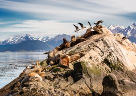 Lais Puzzle - Seelöwen und Albatrosse auf der Insel im Beagle-Kanal bei Ushuaia. Argentinien - 100, 200, 500, 1.000 & 2.000 Teile