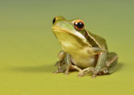 Lais Puzzle - Frosch, La Pampa, Argentinien - 100, 200, 500, 1.000 & 2.000 Teile